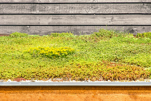 Kleine Dächer begrünen plus Photovoltaik? Mini-Workshop-Reihe, 02.-06.02.2026 (online)