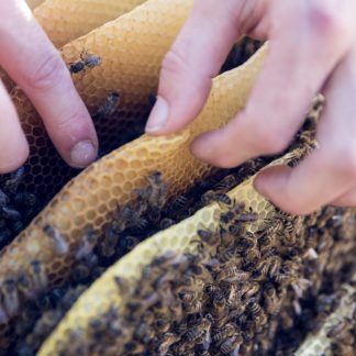 Eintägiger Imkerkurs im Raum Freiburg